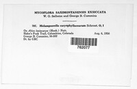 Melampsorella elatina image